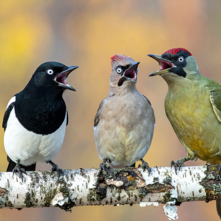 Deine gefiederten Nachbarn twittern es von den Bäumen, dass du eine neue DIY Gartenlounge hast