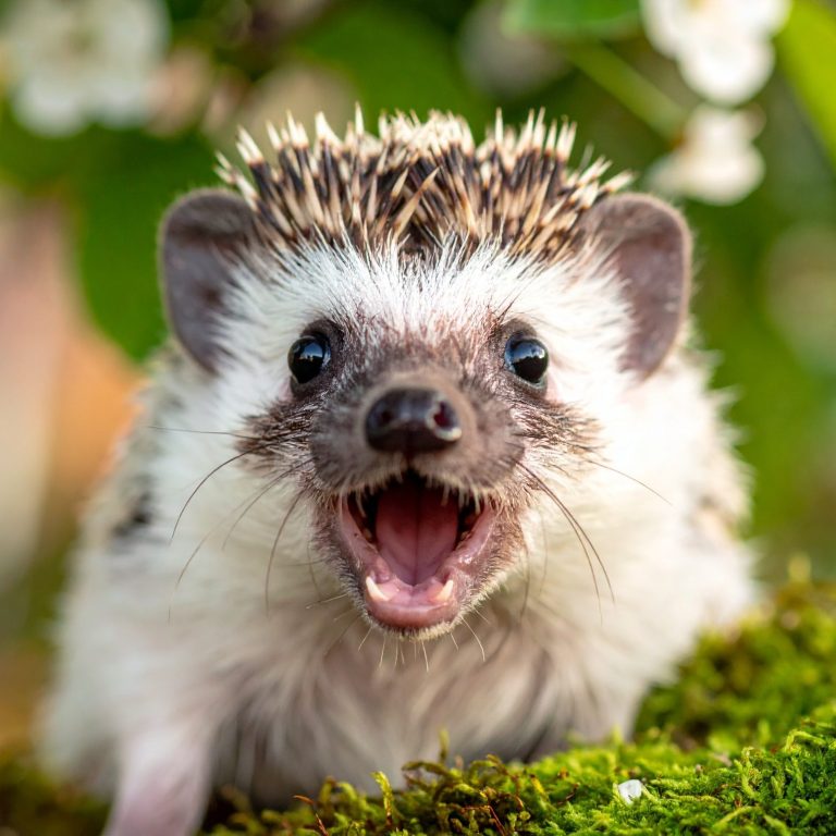 Da ist aber einer baff! Sogar der Igel staunt über deine selbstgebaute Garten-Lounge